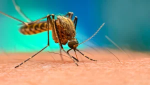 נעקצים על ידי יתושים בתדירות גבוהה מחברכם? יש לכך סיבה