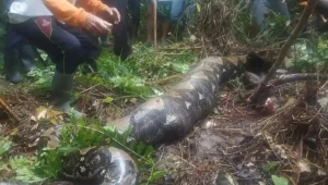 אינדונזיה: גופתה של אישה נמצאה בתוך נחש באורך 7 מטרים