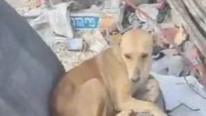 ראש העיר חברון: "20 שקלים למי שיהרוג כלב משוטט"