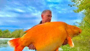 שווה מיליון משאלות: דייג מצא את דג הזהב הגדול בעולם