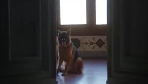 הכלב העשיר בעולם: דוקו חדש בנטפליקס מציג סיפור לא ייאמן