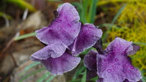 פרחים בקנה: 5 המלצות על טיולי פריחה עונתיים מרהיבים 