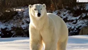 יום דובי הקוטב הבינלאומי - הצלמת שפגשה מקרוב את בעל החיים המרתק