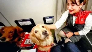 במקום בבטן המטוס: כלבי החילוץ מטורקיה טסו במחלקה הראשונה
