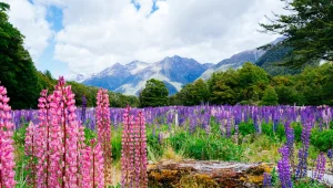 נופים מרהיבים: ביקור בפארק פיורדלנד בניו-זילנד