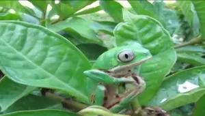 ארס צפרדע לריפוי מחלות: הסיכונים ותופעות הלוואי בטקס הקמבו