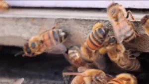 טיפול באמצעות עקיצת דבורים: מה הן הסגולות הרפואיות והסכנות?