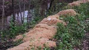 תעלומה בניו ג'רזי: איך הגיעו 220 קילו של פסטה מבושלת לאמצע היער?