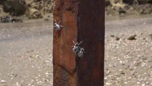 המטרד החדש בחוף הים: האם החיפושית המסתורית מסוכנת?