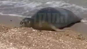 אחרי שחזרה למים - כלבת הים "יוליה" תועדה בחוף הצוק בת"א