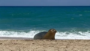 עדיין איתנו: כלבת הים יוליה נצפתה באזור חוף פלמחים