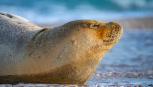 בעזה מדווחים: כלבת הים "יוליה" הגיעה לחופי הרצועה - והוחזרה למים