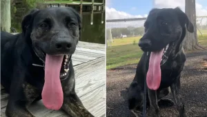 הלשון הארוכה בעולם: כלבה מארה"ב מחזיקה בשיא גינס