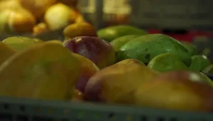 אבטיח, ענבים ומשמשים: פירות הקיץ שמפחיתים סיכון למחלות לב