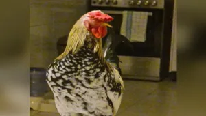 תרנגול כפרות: התחזו לעובדי עירייה וגנבו את חיית המחמד האהובה