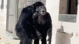 אחרי 29 שנים בכלוב: השימפנזה שראתה לראשונה את השמיים