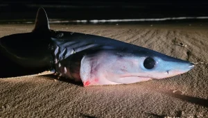 כריש עמלץ כחול נמצא מת בחוף מעיין צבי