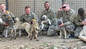 חיילים אמריקנים במזה"ת הצילו כלבה בהיריון - וסייעו לה להמליט