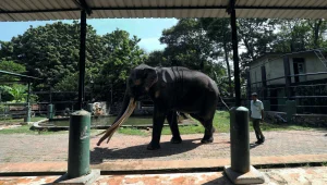בגלל התעללות: פיל שניתן במתנה לסרי לנקה הוחזר לתאילנד
