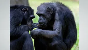 השימפנזה שעברה המתת חסד - הלהקה באה להיפרד