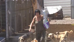 האישה שמצילה ומטפלת לבד ביותר מ-100 כלבים: "אני קורסת"