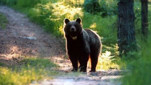 בית המשפט באיטליה פסק: שני דובים שהרגו מטיילים לא יוצאו להורג