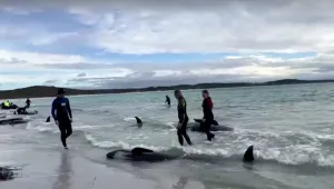 אוסטרליה: יותר מ-50 לווייתנים נשטפו לחוף במערב המדינה
