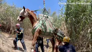 תיעוד: סוס החליק ונפצע - ופונה במסוק לקבלת טיפול