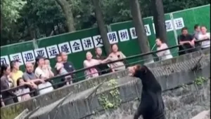 גן חיות בסין נאלץ להבהיר: "הדוב שלנו הוא לא אדם בתחפושת"