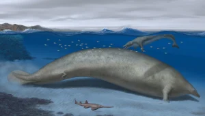 היצור הגדול ביותר שתועד אי פעם: שלד של לווייתן קדום התגלה בפרו