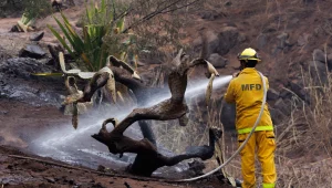 תפילות וחיפושים אחר כאלף נעדרי השריפות בהוואי: "דבר לא נותר"