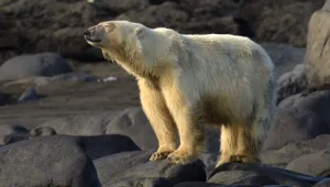 דובי קוטב מול המצלמות: טיול בנקודה הכי צפונית על כדור הארץ