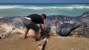 סוף עצוב: לווייתן באורך של כ-12 מטרים נמצא מת בחוף בשרון