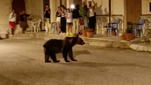 סערה באיטליה: דובה מוכרת מזן בסכנת הכחדה נורתה למוות