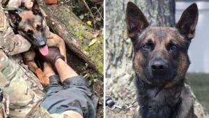 גיבור על ארבע: כלב המשטרה שסייע בלכידת האסיר הנמלט בארה"ב