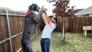 הכלב הגבוה בעולם הלך לעולמו בגיל 3 בלבד
