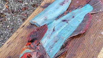 הייתם מוכנים לטעום את הדג הכחול והמוזר שנמצא באלסקה?
