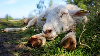 חמדו לצאן: כבשים פרצו לחממה ואכלו 270 ק"ג של מריחואנה רפואית