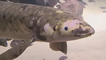 הכירו את מתושלח: הדג הכי זקן שחי באקווריום