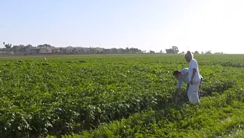 שותלים עתיד בעוטף: החמ"ל שמאפשר לחקלאים לשוב לפעול