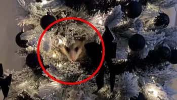 האישה הזאת גילתה דבר מאוד מוזר בתוך עץ חג המולד שלה