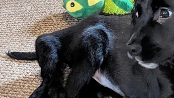 הכלבה שנולדה עם 6 רגליים עברה ניתוח וכעת לומדת ללכת על 4