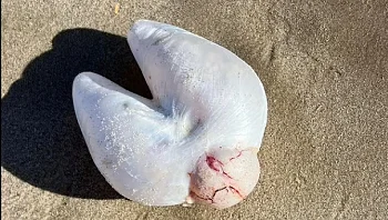 אישה מצאה משהו מוזר מאוד בחוף באוסטרליה: "מה זה לעזאזל?"
