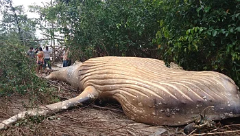 גופה ענקית של לוויתן נמצאה בלב יער האמזונס ואף אחד לא יודע להסביר את זה
