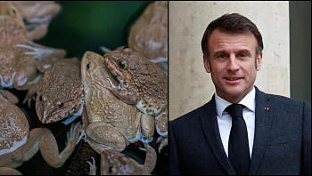 פעילי איכות סביבה בקריאה לנשיא צרפת: "הפסק את ניצול היתר של הצפרדעים"