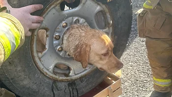 גלגל הצלה: צוות המתנדבים הצליח לחלץ את הכלבה שנתקעה בגלגל רזרבי