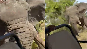 טרגדיה בספארי: בת 80 נהרגה מפגיעה של פיל שהסתער על הרכב