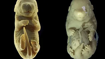 אופס! מדענים יצרו בטעות עכבר עם רגליים במקום איברי מין