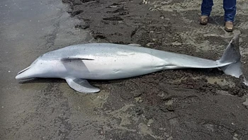 20 אלף דולר למי שיסייע למצוא את האדם שירה למוות בדולפין