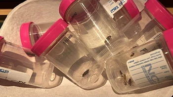 בית החולים שהתגלה כשורץ חרקים מרגיע: "הם לא נושכים"